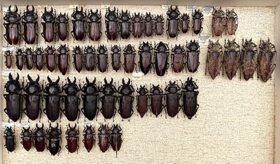 a lot of bugs that are hanging on the wall