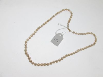 gros plan d'un collier auquel est attachée une étiquette
