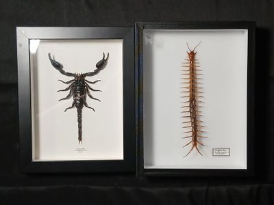 Un cadre et une boite entomologiques contenant : Scorpion Gé…