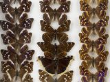 a close up of a group of butterflies on display in a glass case