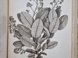 an open book with a drawing of leaves and flowers on it