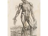 a drawing of a man ' s skeletal torso and arm