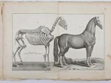 an old book with a drawing of a horse and a skeleton