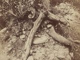 une vieille photo d'un arbre qui pousse directement dans le sol