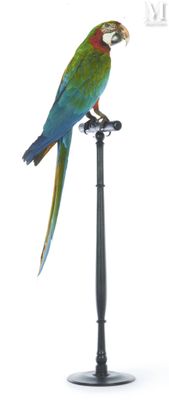 a parrot that is sitting on top of a pole