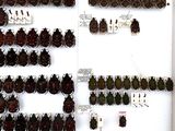 a lot of beetles that are on display in a white box