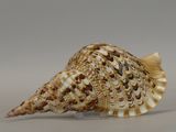 a shell that is sitting on a table