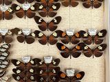 a lot of butterflies that are on display in a glass case