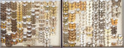 a picture of a window with a lot of butterflies on it