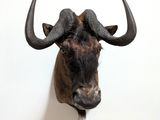a close up of a head of a buffalo with horns