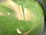two green watermelons sitting next to each other on a table