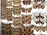 many different types of moths displayed in a display case