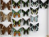 de nombreux papillons dans un cadre blanc