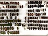 a lot of bugs that are on display in a display case