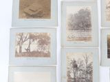 many old photographs of trees and animals on the wall