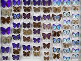 des papillons exposés dans une vitrine de musée