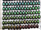 many beetles that are on display in a display case