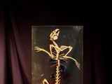 a skeleton in a glass case sitting on a bed