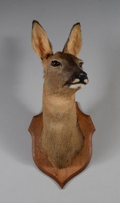 tête de cerf empaillée, fixée sur une plaque en bois accrochée au mur