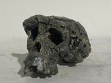 a skull that is sitting on the ground