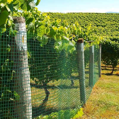 une clôture sur laquelle pousse une grappe de raisin