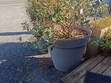une plante qui pousse dans un pot