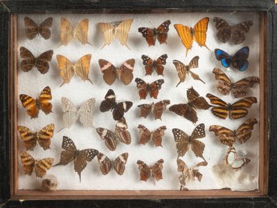 un cadre-vitrine contenant de nombreux papillons