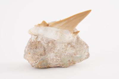 a rock with a tooth sticking out of it on a white surface