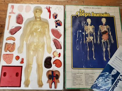 LE CORPS HUMAIN - maquette anatomique en plastique (H : 58cm…