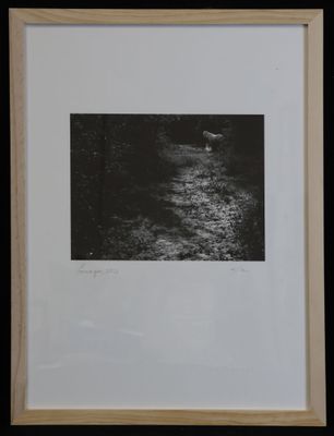 a black and white photo of a river in the woods