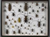 de nombreux insectes exposés dans une vitrine-cadre