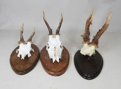 trois têtes d'antilope montées sur des socles en bois, sur fond blanc