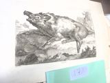 une photo représentant un dessin de sanglier sur un mur