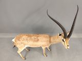 Photo 7/10 du lot