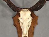 a picture of a deer skull mounted on a wall