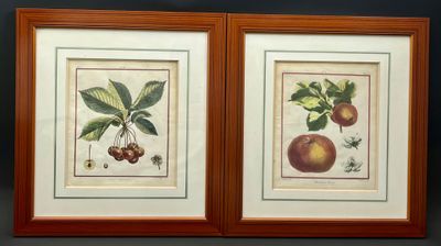 deux photos encadrées représentant des fruits et des feuilles sur fond noir