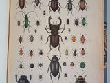 a book with a bunch of bugs on it