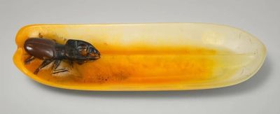 une image représentant un insecte posé sur une assiette jaune