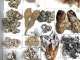 many different types of shells displayed in a box