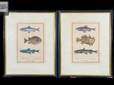 deux reproductions encadrées représentant des poissons sur fond noir