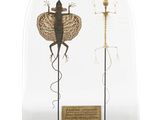 une cloche en verre contenant un insecte