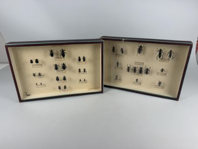 two small insect specimens in a display case on a table