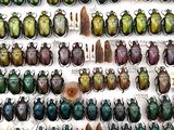 a lot of beetles that are on display on the wall