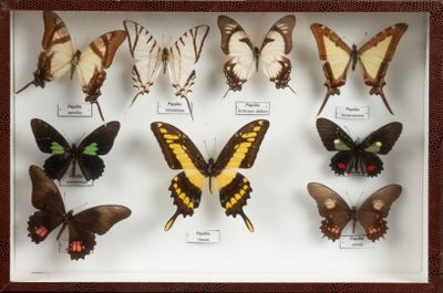 de nombreux papillons exposés dans une boîte-cadre