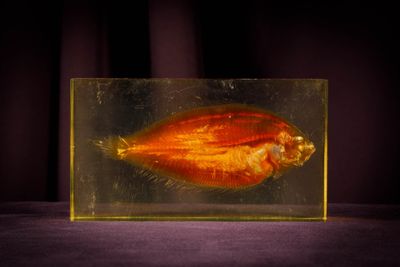 a fish inside of a glass box on a table