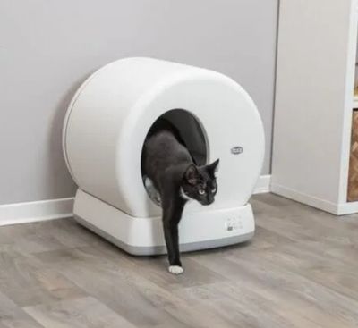 un chat debout à l'intérieur d'un bac à litière