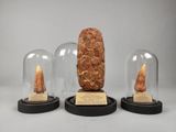 trois types différents d'objets exposés sous des dômes en verre posés sur une table