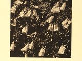 an old black and white photo of a bunch of flowers on a tree