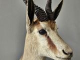 a deer head mounted on a wall with a long horn