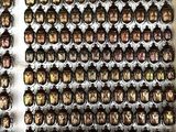a picture of a display of beetles on a wall